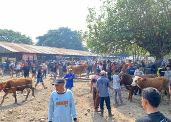 Pasca Idul Adha, Pasar Hewan Kliwon Muntilan Tetap Bergeliat