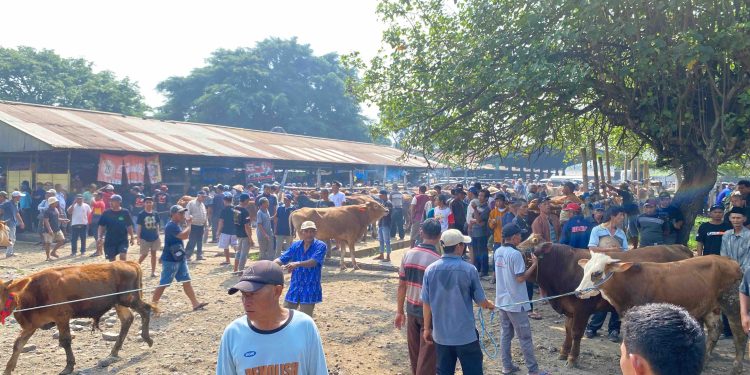 Pasca Idul Adha, Pasar Hewan Kliwon Muntilan Tetap Bergeliat