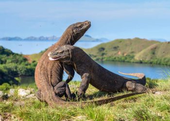 20 Daftar Destinasi Terbaik Dunia 2026, Pulau Komodo NTT Jadi Salah Satunya